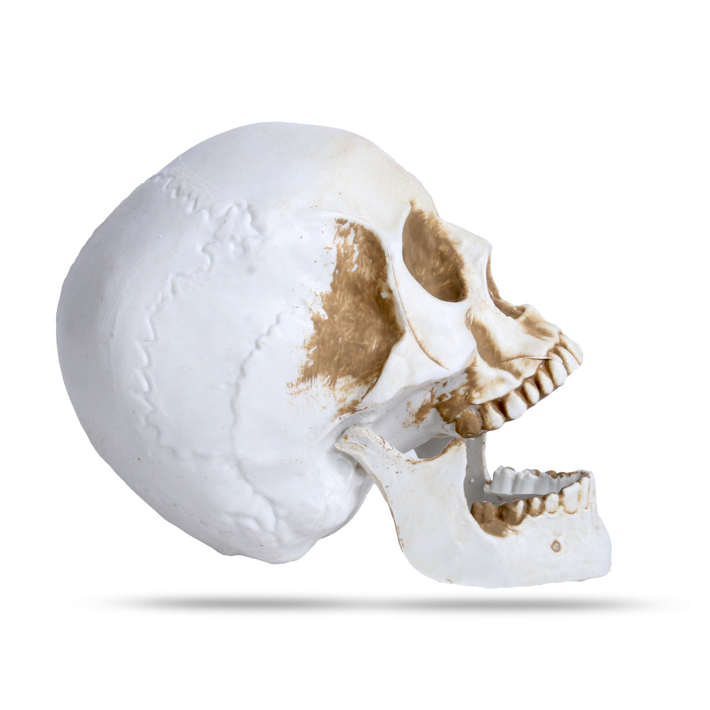 Skull Decoration 10Cm 1Pc