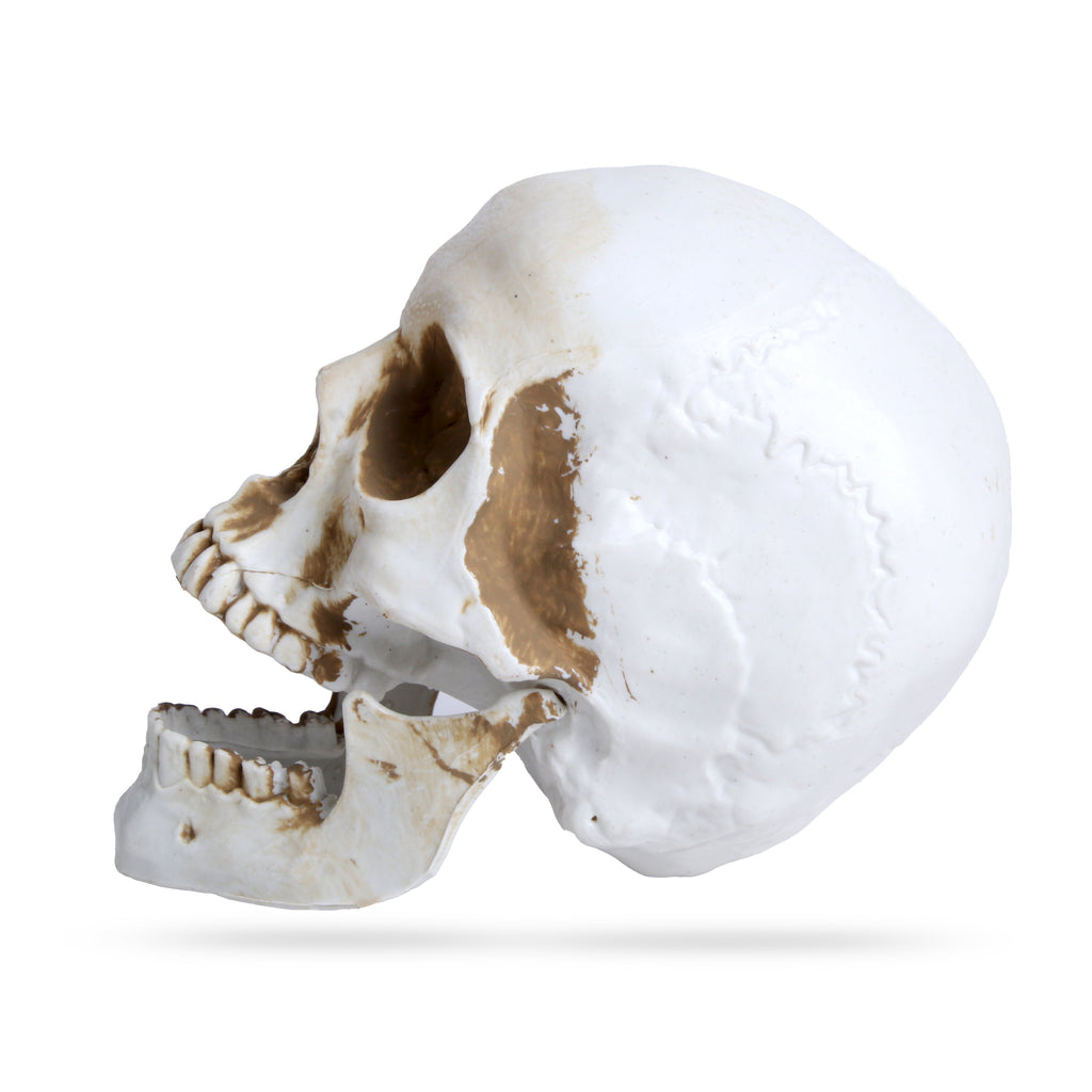 Skull Decoration 10Cm 1Pc