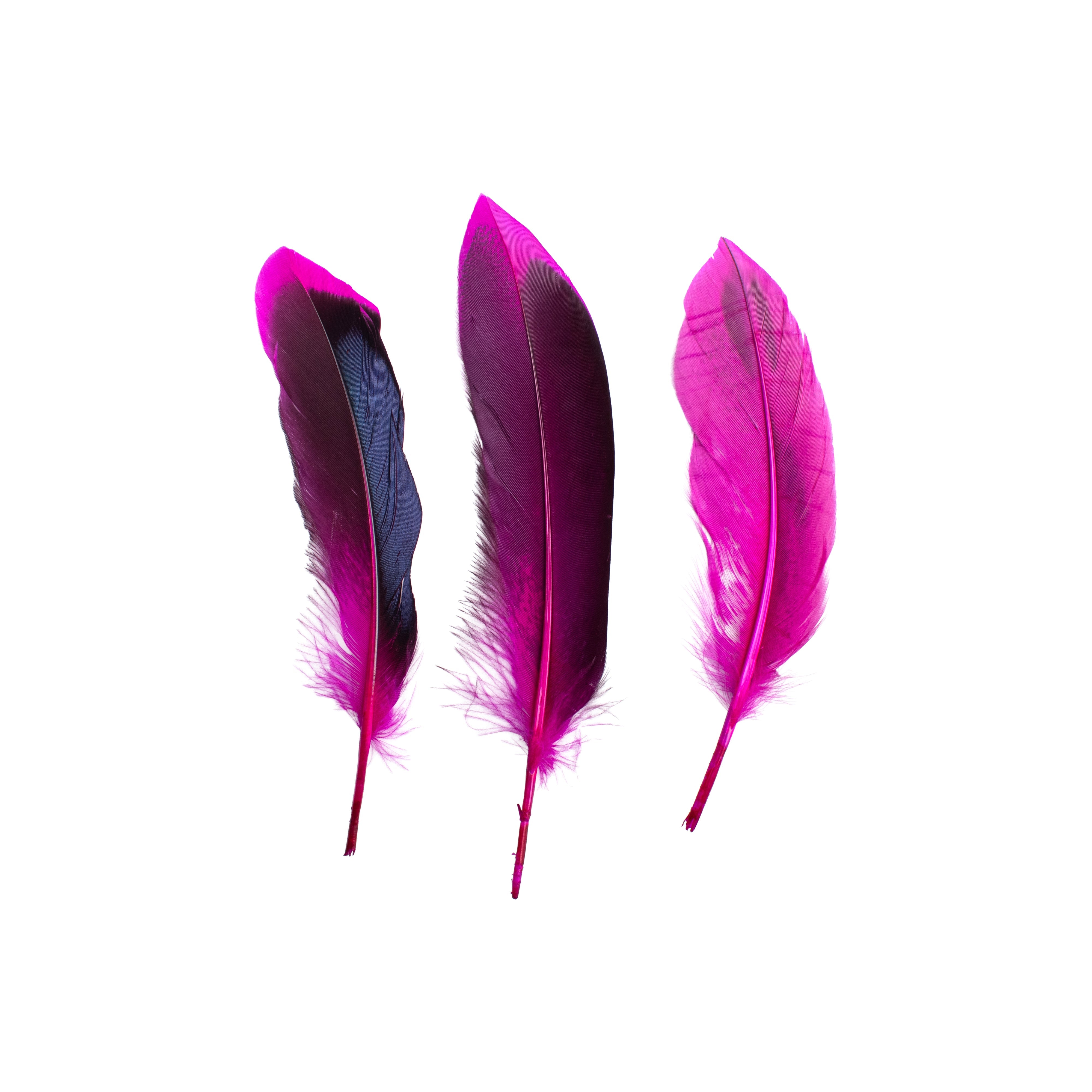 Duck Feathers Rainbow Black 10 to 15cm 20pc