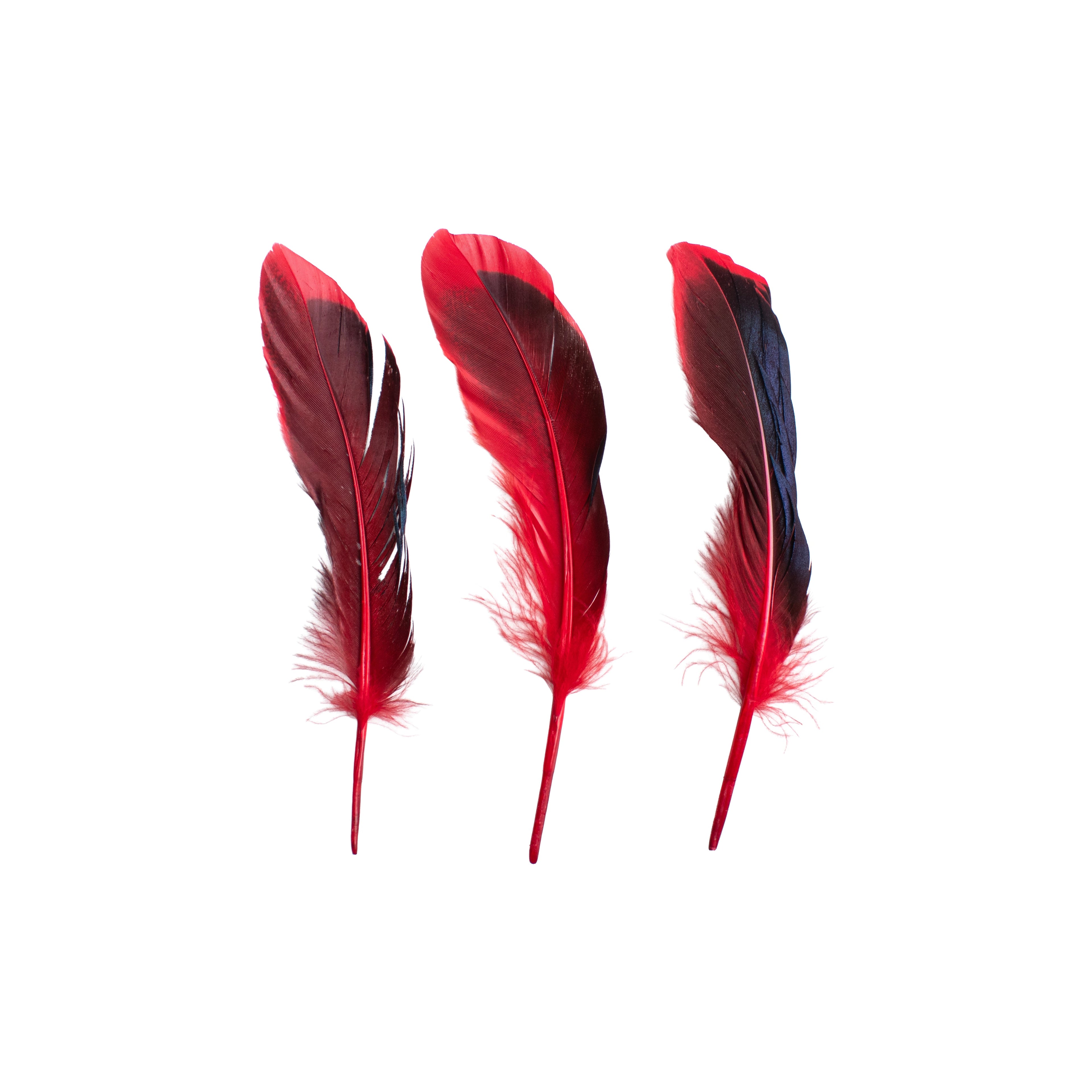 Duck Feathers Rainbow Black 10 to 15cm 20pc