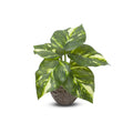 Artificial Jade Pothos in pot Dia 6.5x5inch 1pc