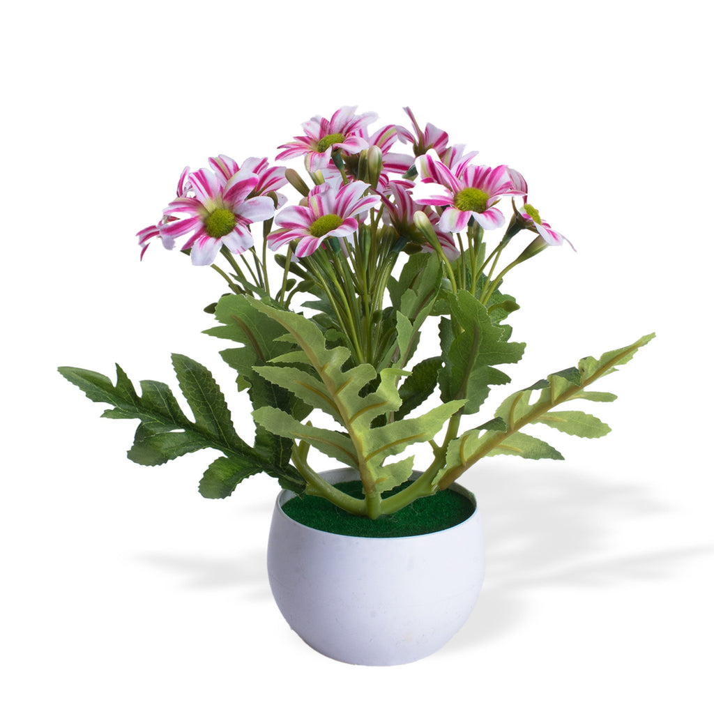 Artificial Flower in Pot Daisy White and pink 8X7inch 1pc