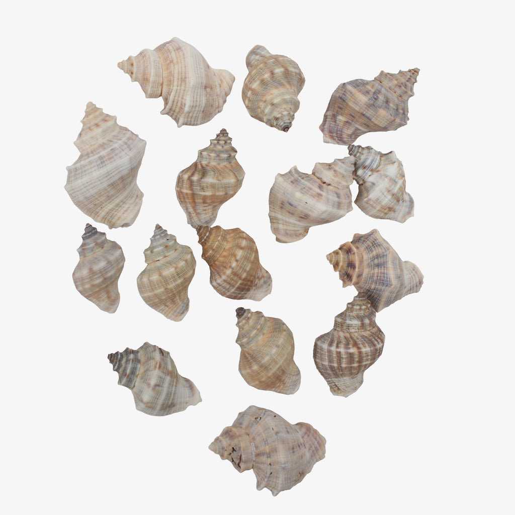 Seashell Murex Natural 100gm Net pouch