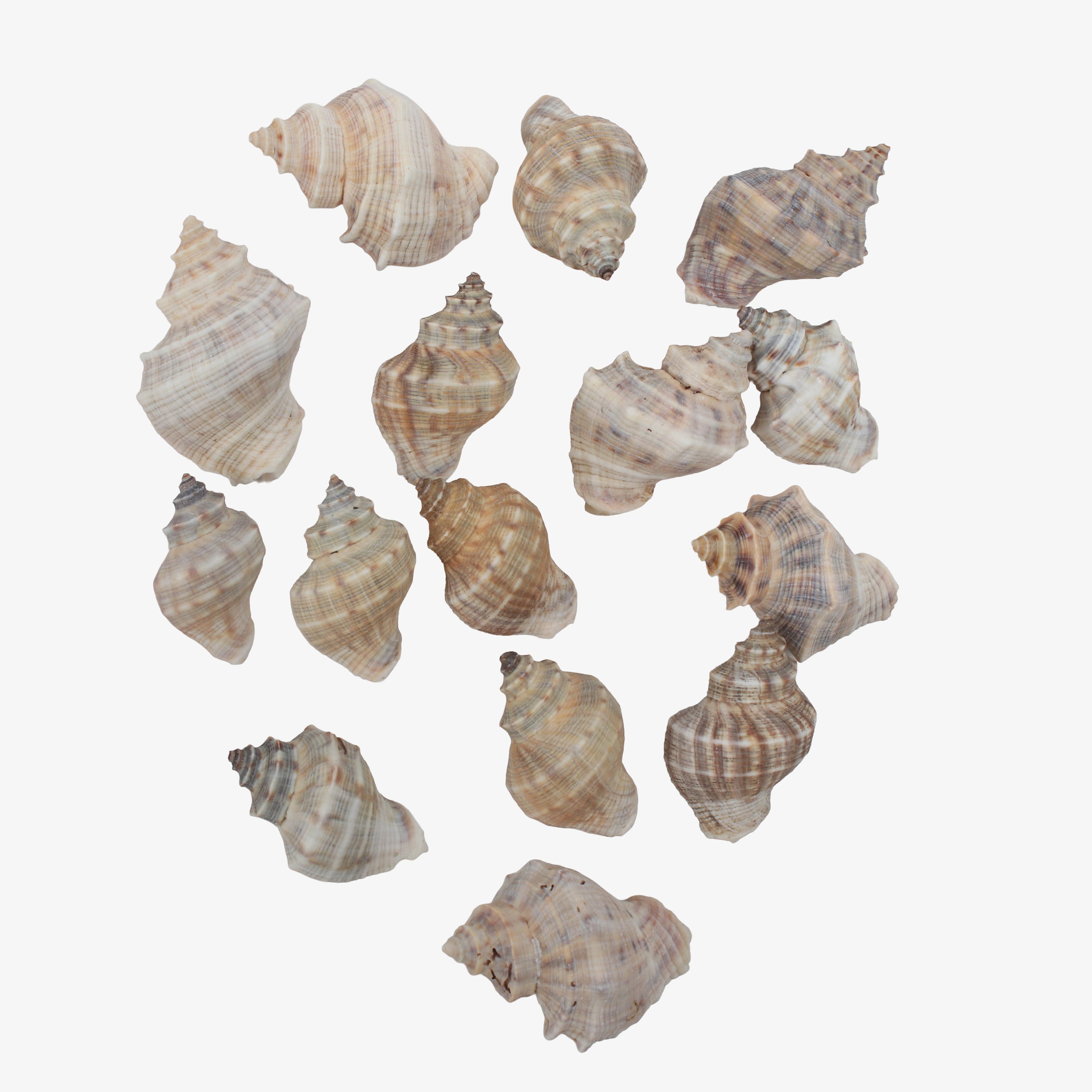 Seashell Murex Natural 100gm Net pouch