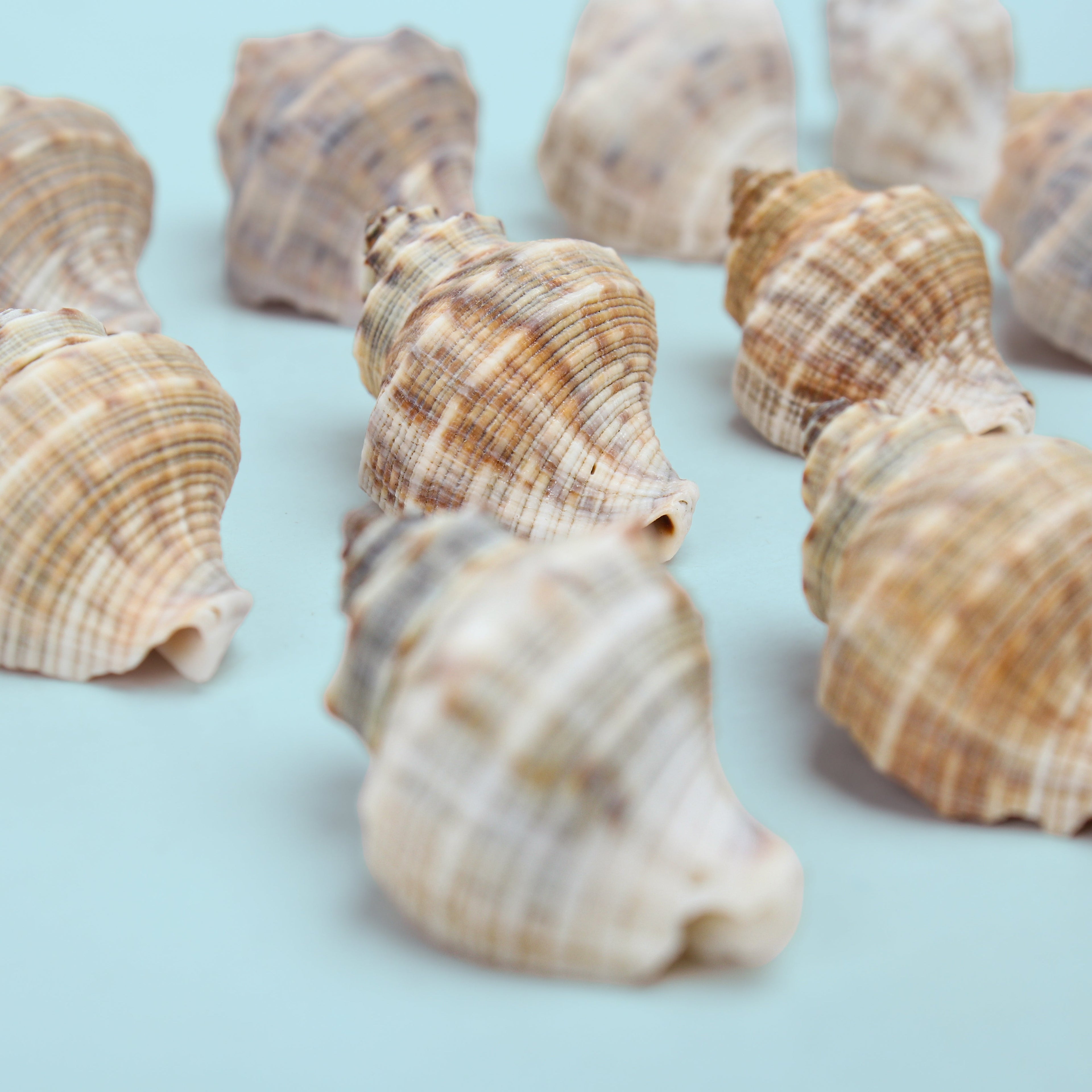Seashell Murex Natural 100gm Net pouch