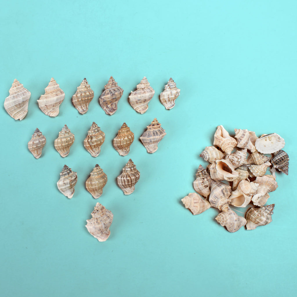 Seashell Murex Natural 100gm Net pouch