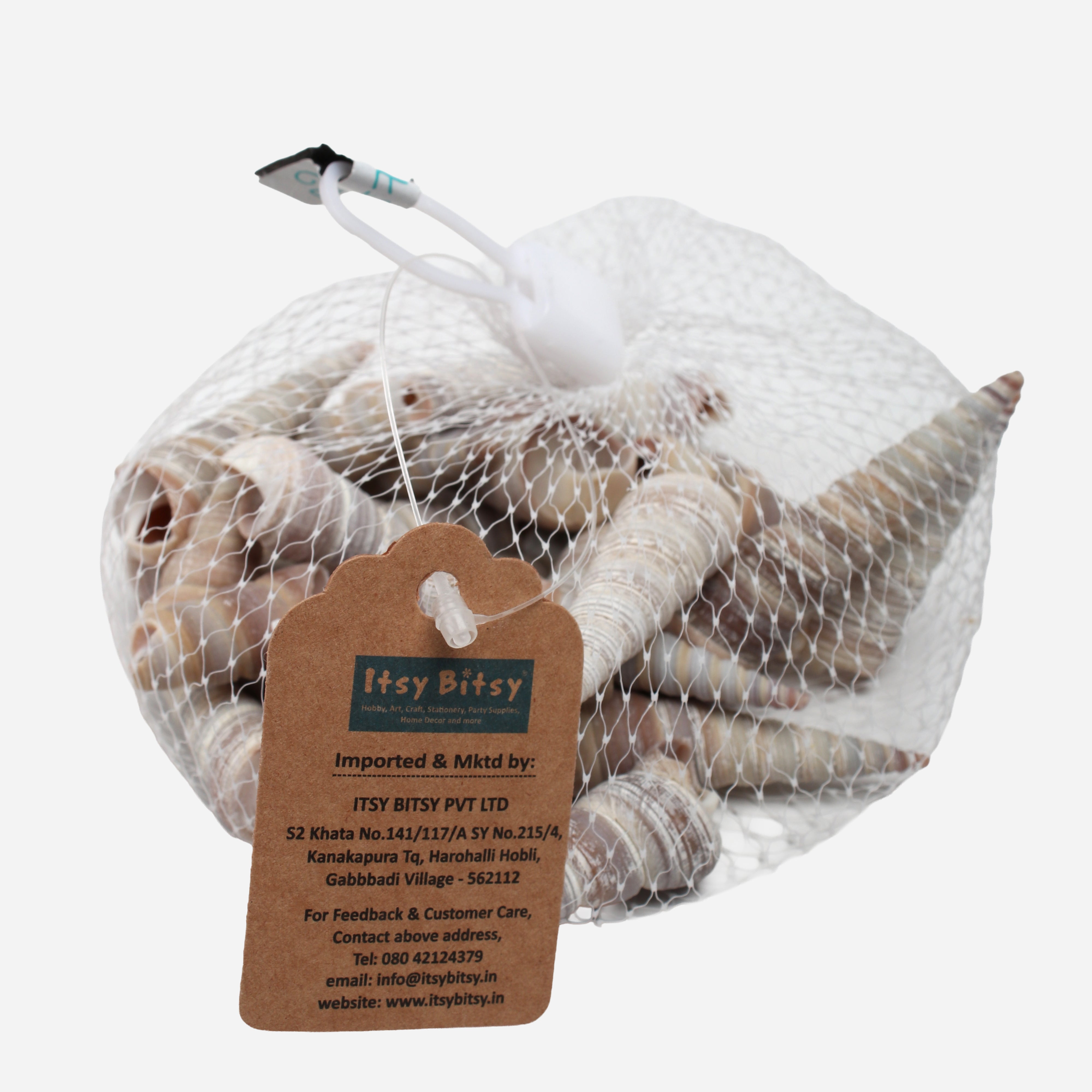 Seashell Auger Spiral 100gm Net pouch