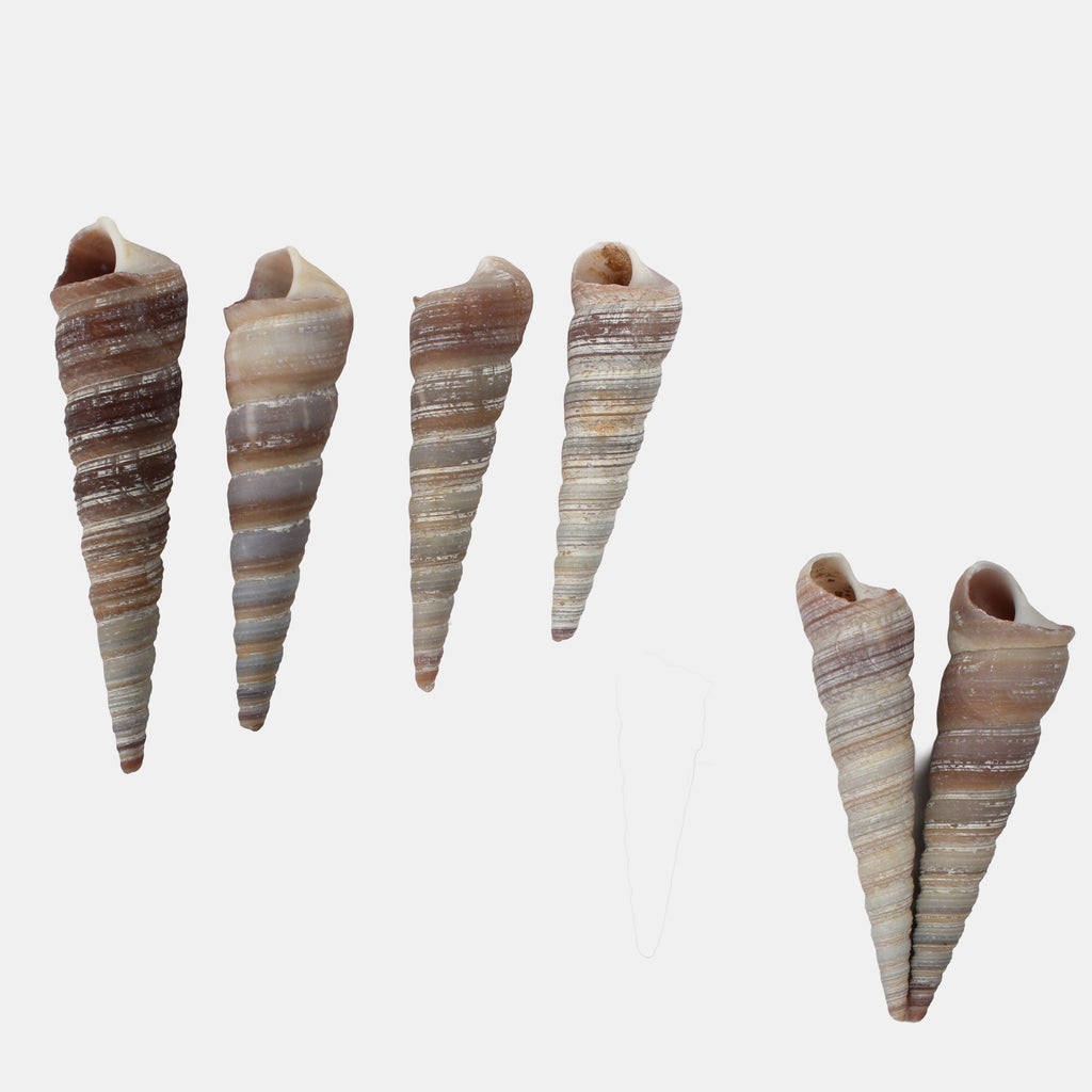 Seashell Auger Spiral 100gm Net pouch