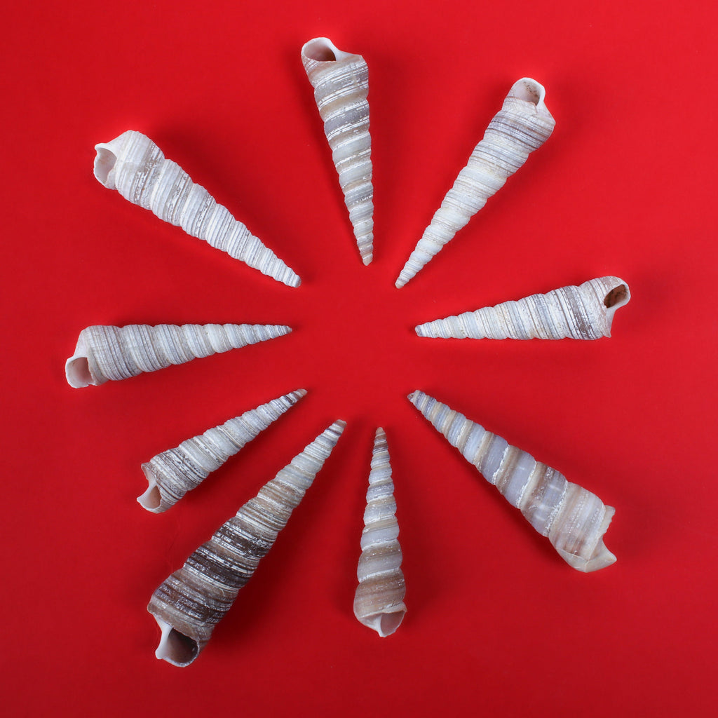 Seashell Auger Spiral 100gm Net pouch