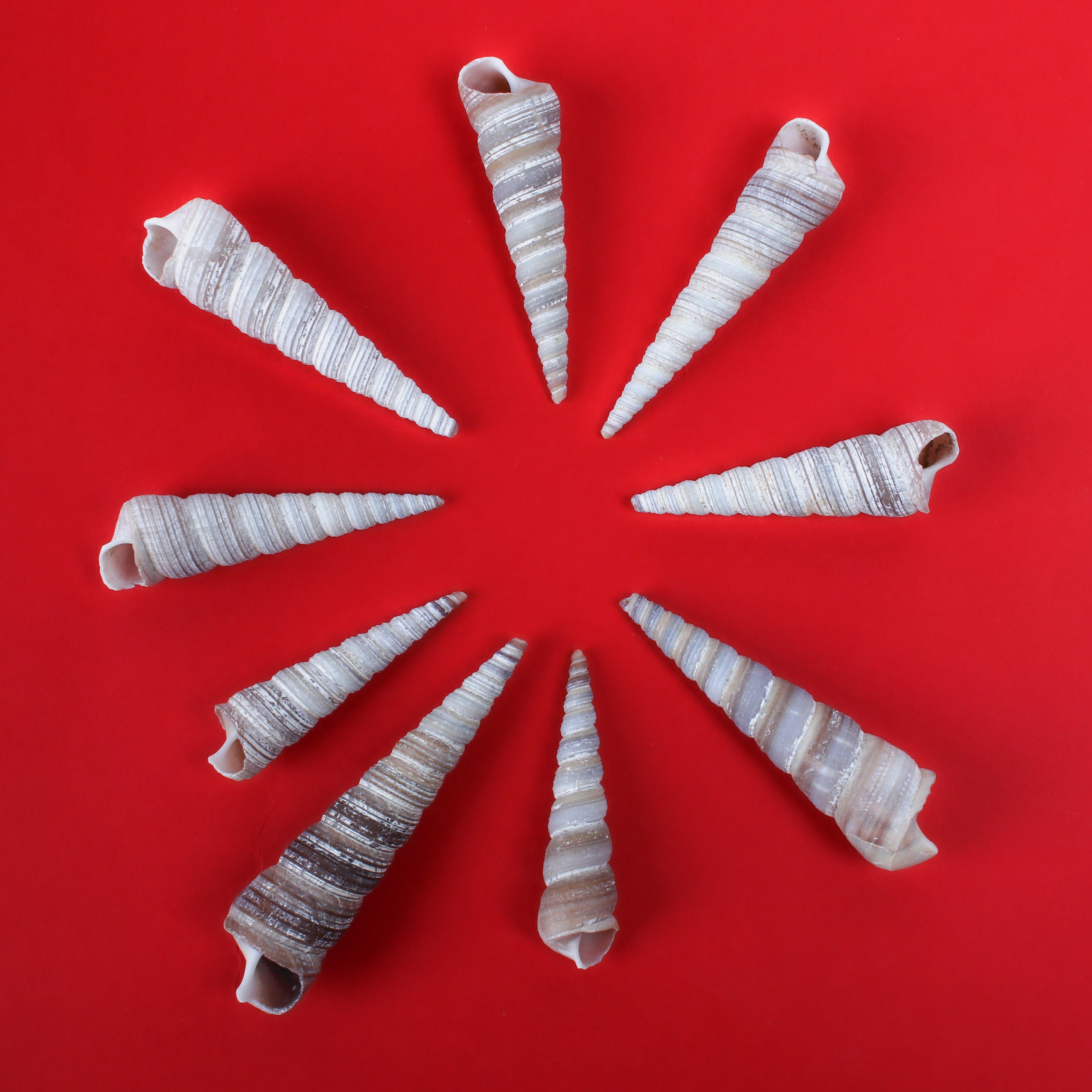 Seashell Auger Spiral 100gm Net pouch