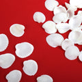 Seashell Ribbed Ark White 100gm Net pouch