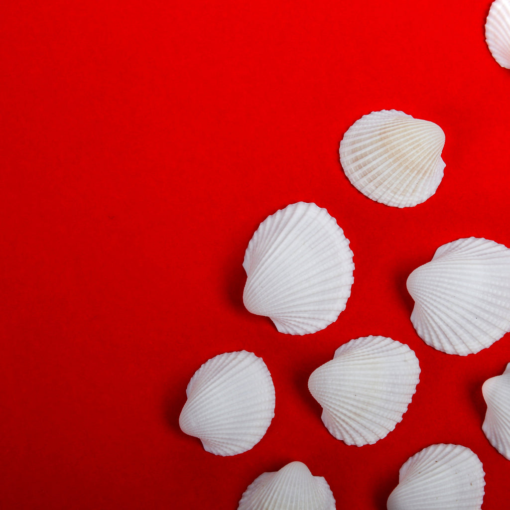 Seashell Ribbed Ark White 100gm Net pouch