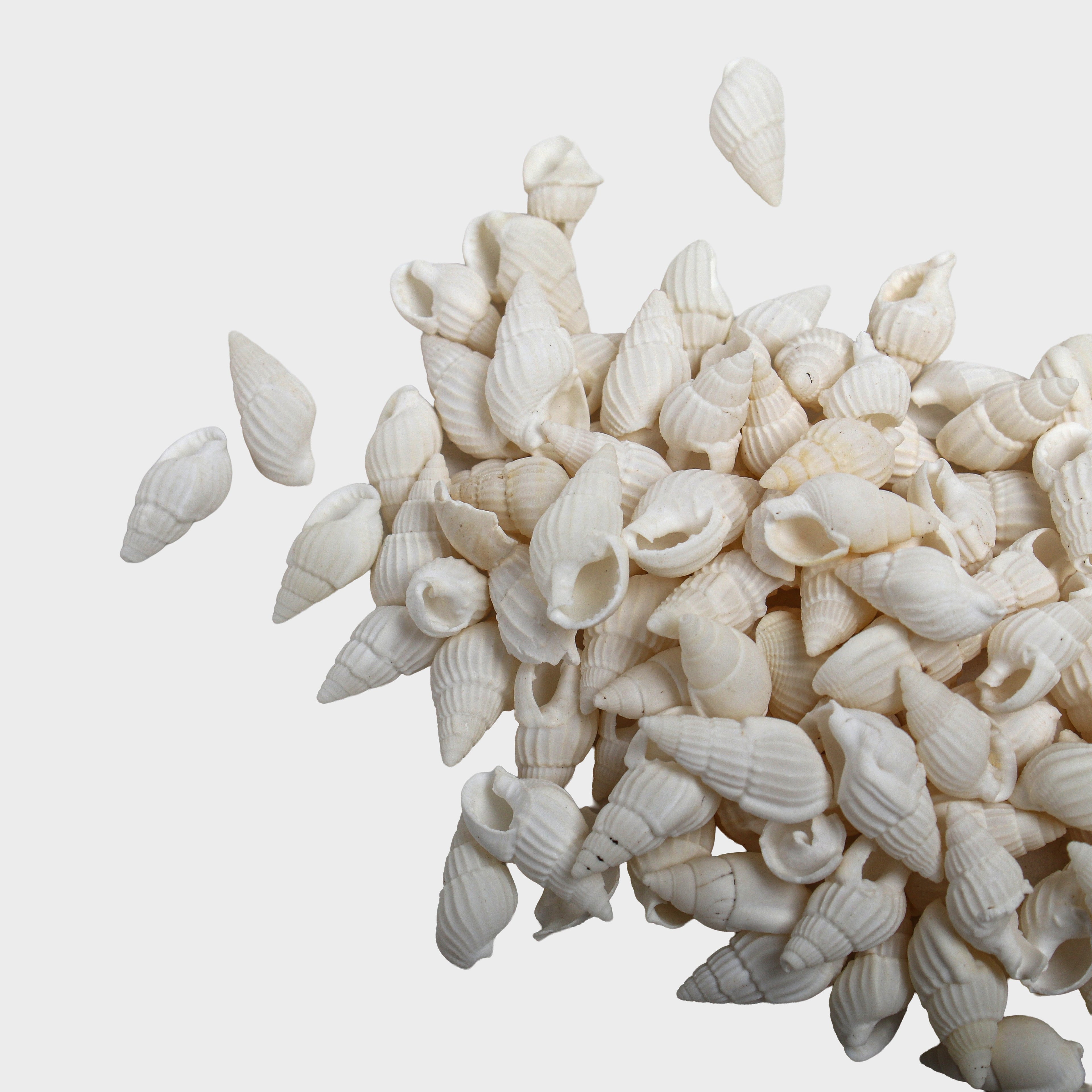 Seashell Cerith White 100gm Net pouch