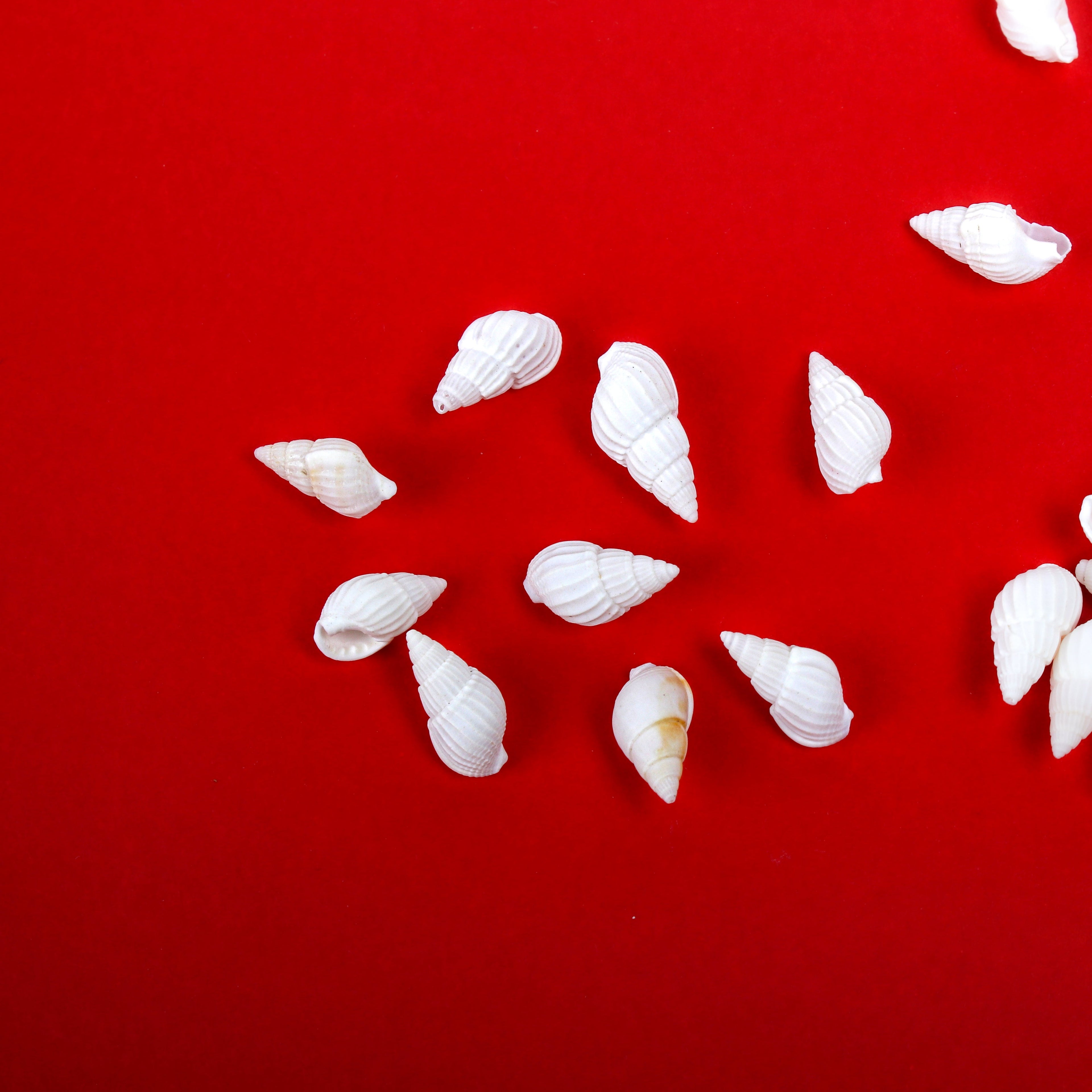 Seashell Cerith White 100gm Net pouch