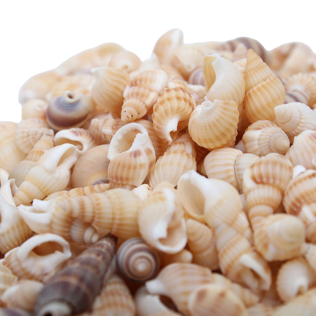 Seashell Ocean Surprise Natural 100gm Net pouch