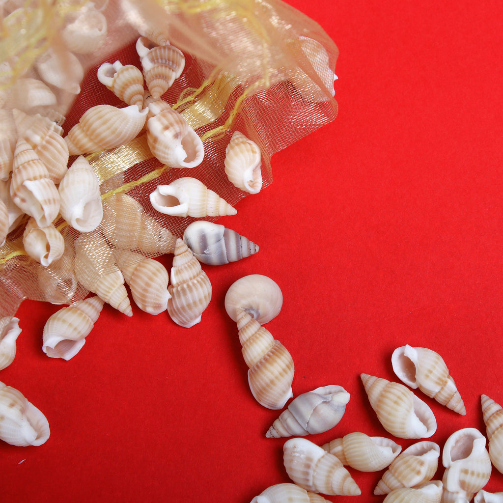 Seashell Ocean Surprise Natural 100gm Net pouch