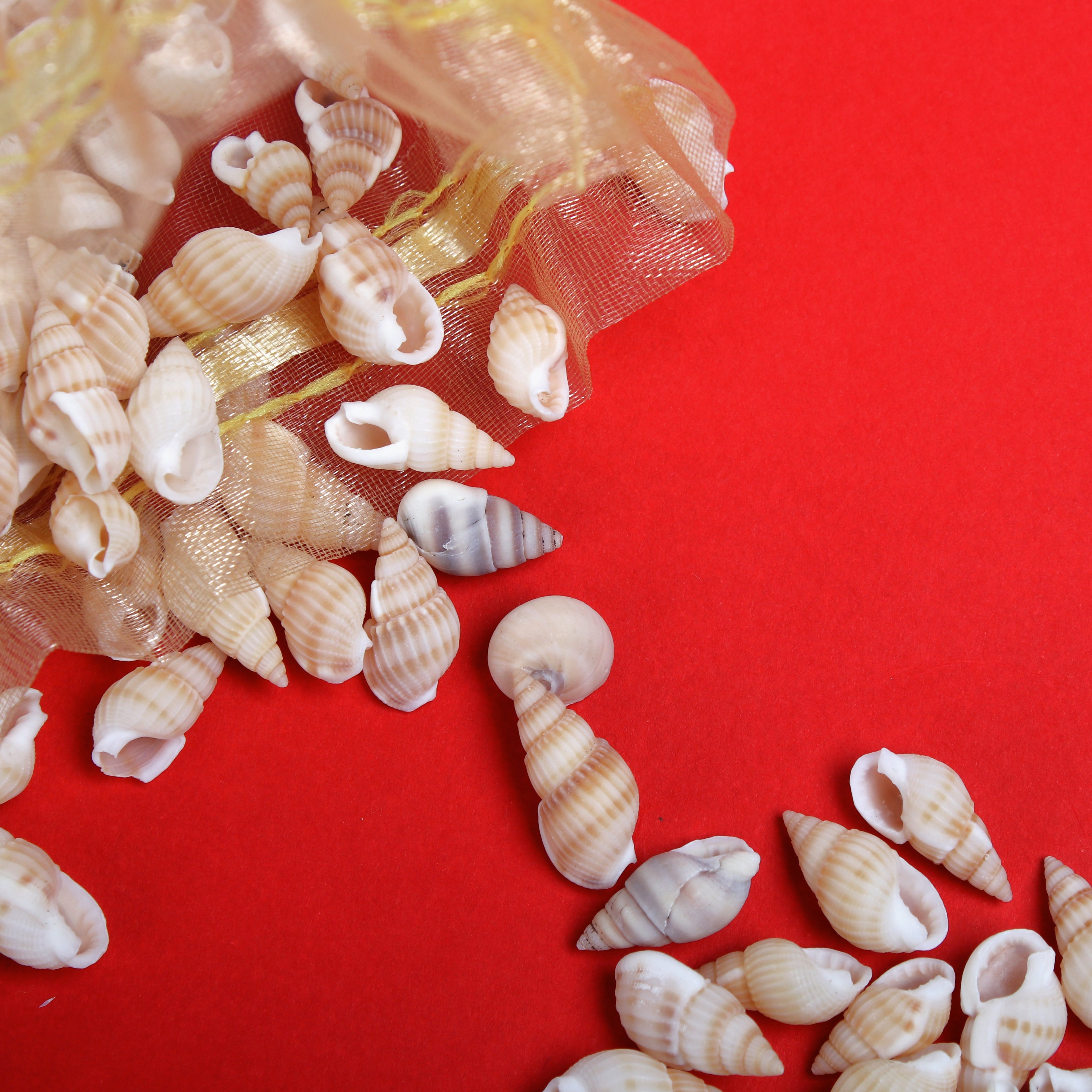 Seashell Ocean Surprise Natural 100gm Net pouch