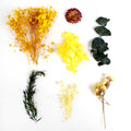 Assorted Natural Dried Flowers Sun And Snow 1Box