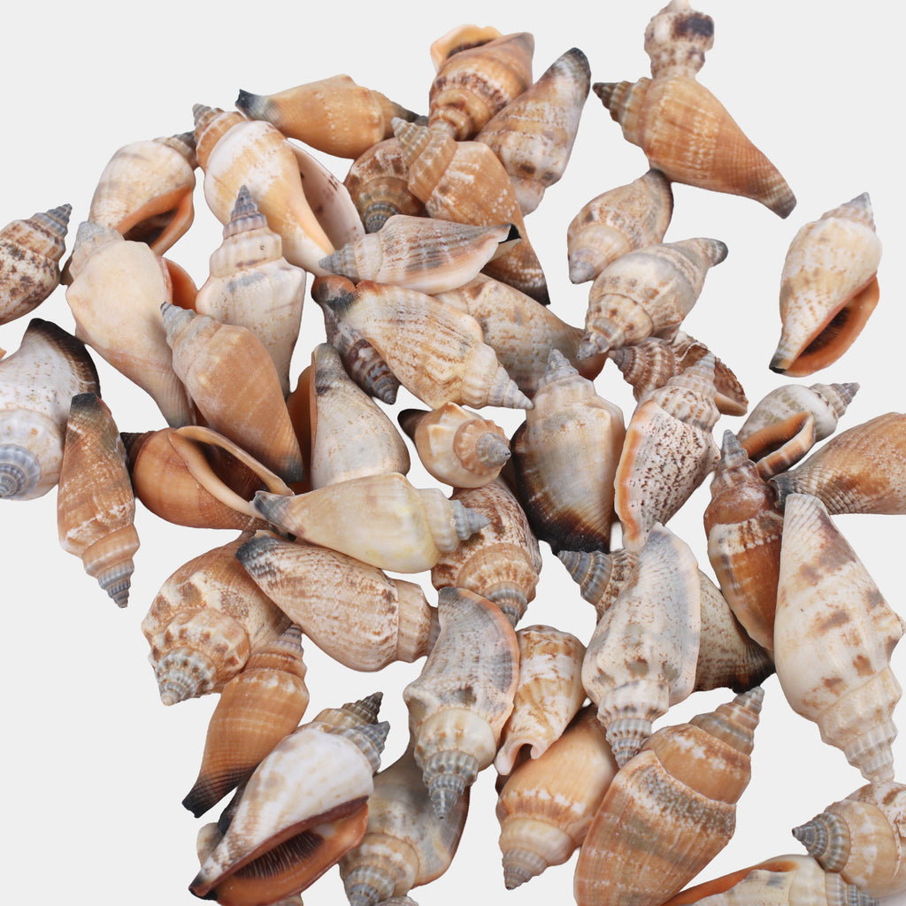 Seashell Coastal Treasures Natural 100gm Net pouch