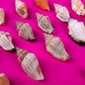 Seashell Coastal Treasures Natural 100gm Net pouch