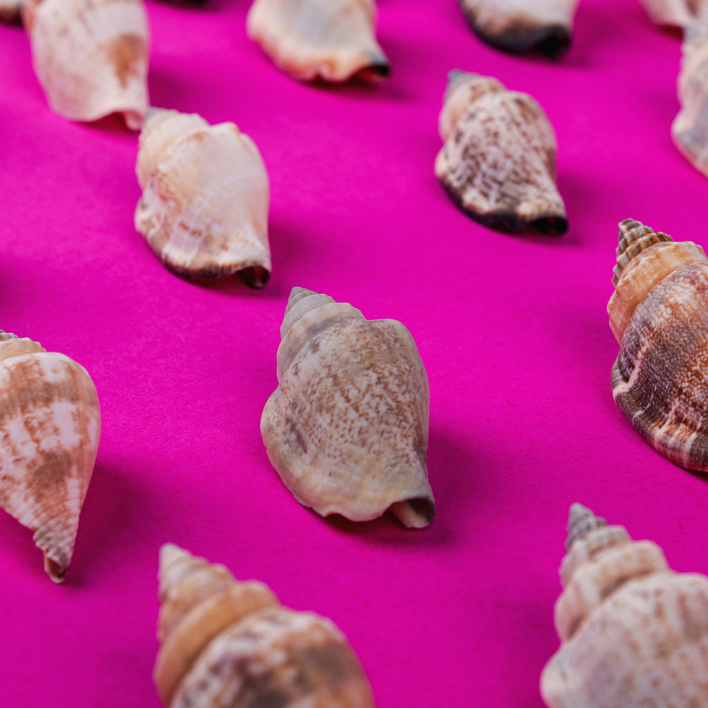 Seashell Coastal Treasures Natural 100gm Net pouch