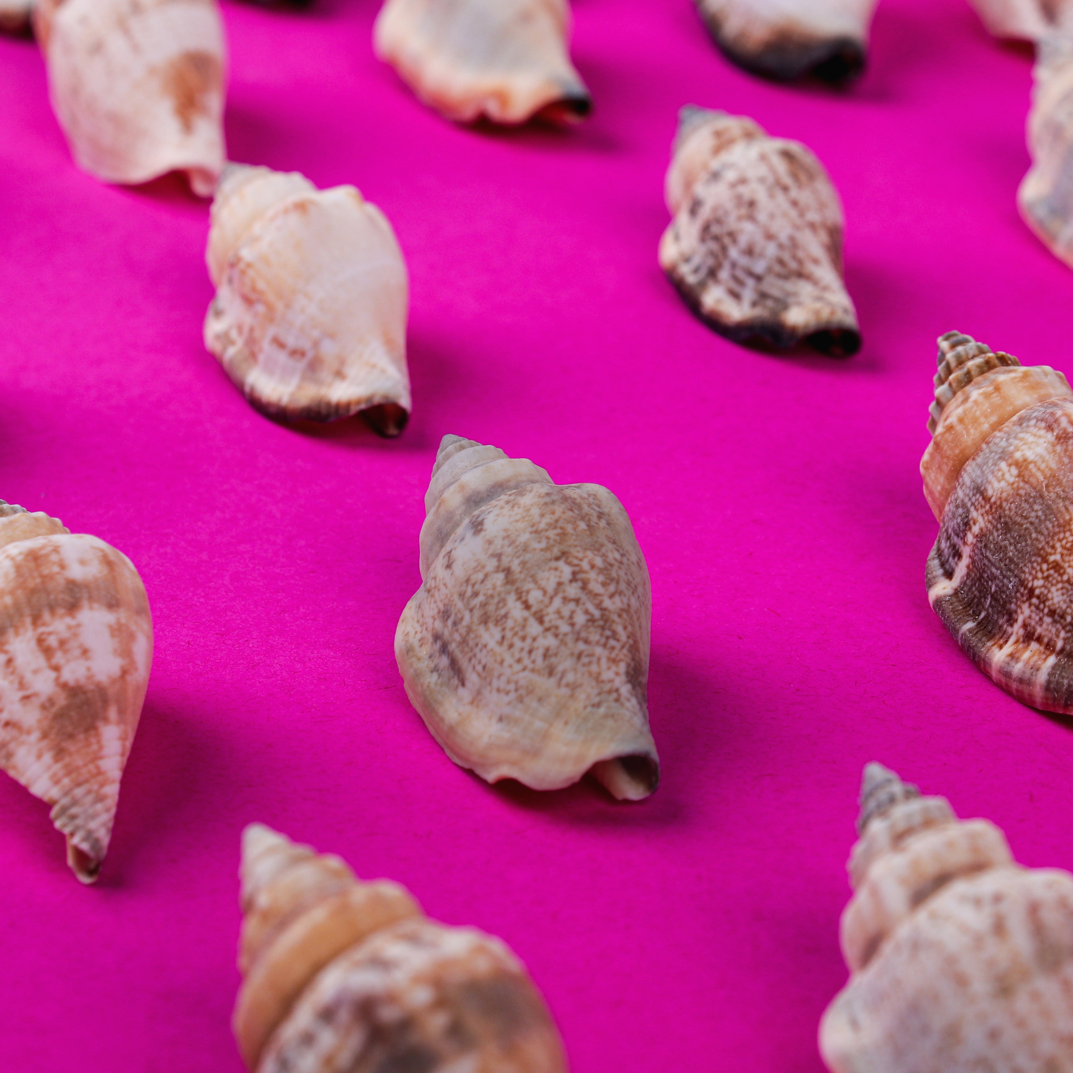 Seashell Coastal Treasures Natural 100gm Net pouch