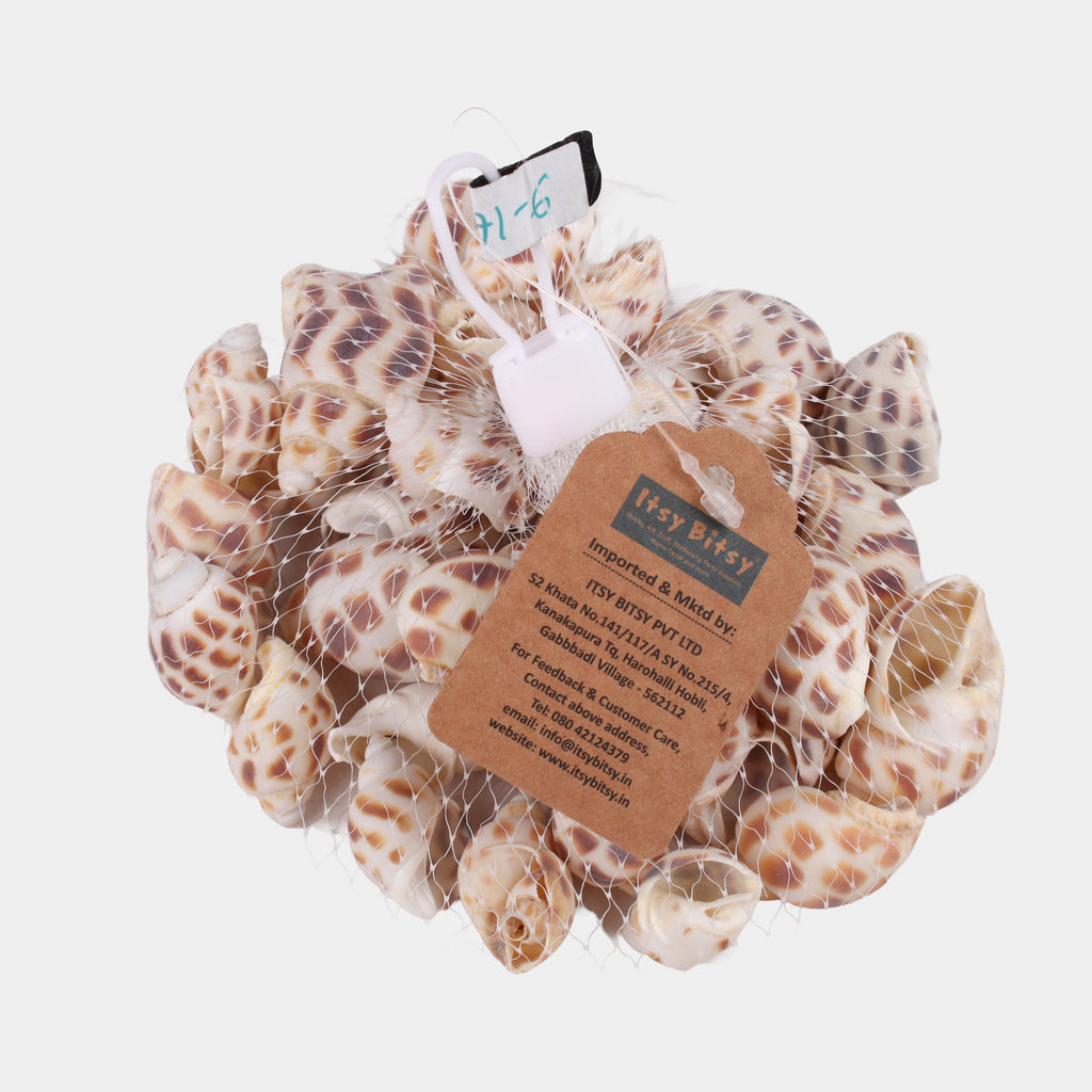 Seashell Periwinkle Natural 100gm Net pouch