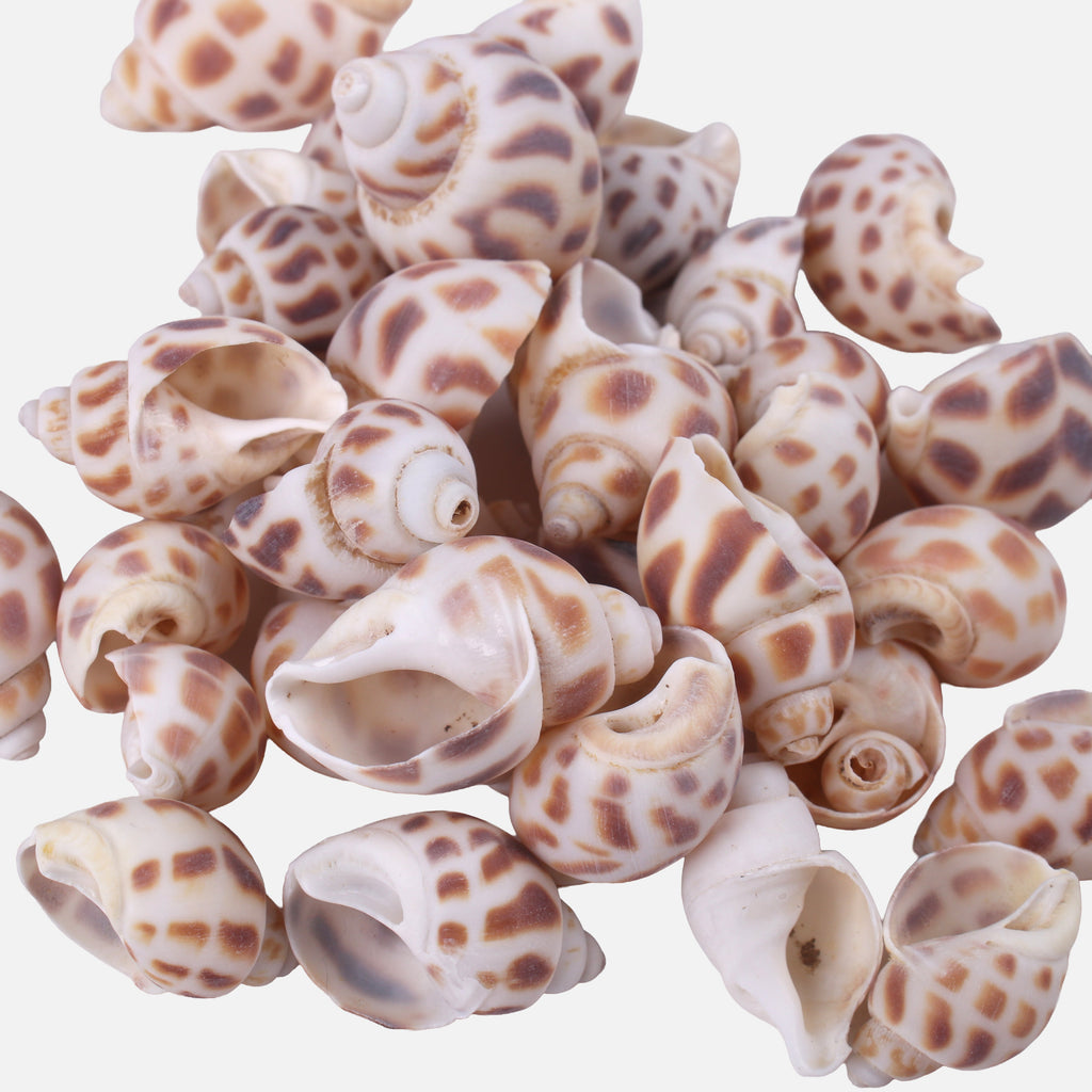 Seashell Periwinkle Natural 100gm Net pouch