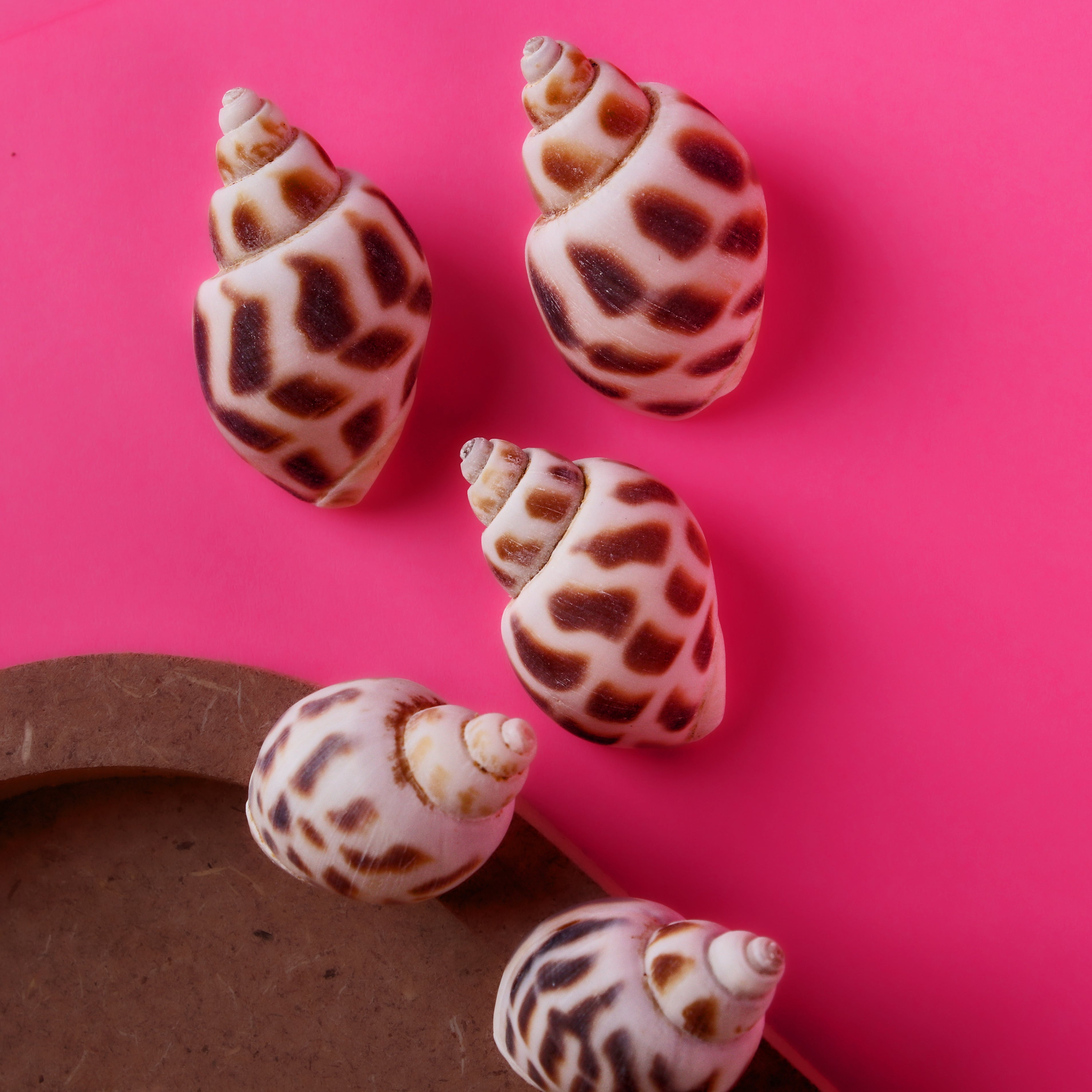 Seashell Periwinkle Natural 100gm Net pouch
