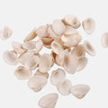Seashell Ribbed Ark Medium 100gm Net pouch