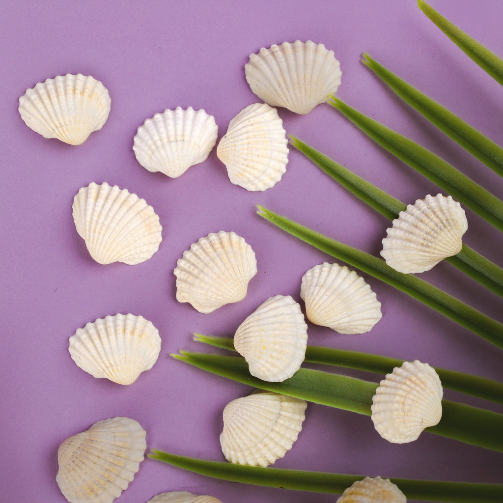 Seashell Ribbed Ark Medium 100gm Net pouch