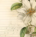Printed Cardstock |  12 X 12inch |  Wild Gardenia | 250gsm | 1Sheet