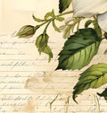 Printed Cardstock |  12 X 12inch |  Vintage Wild Rose | 250gsm | 1Sheet