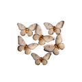 Handmade Flowers Graceful Wings Cream Tint 6Pc