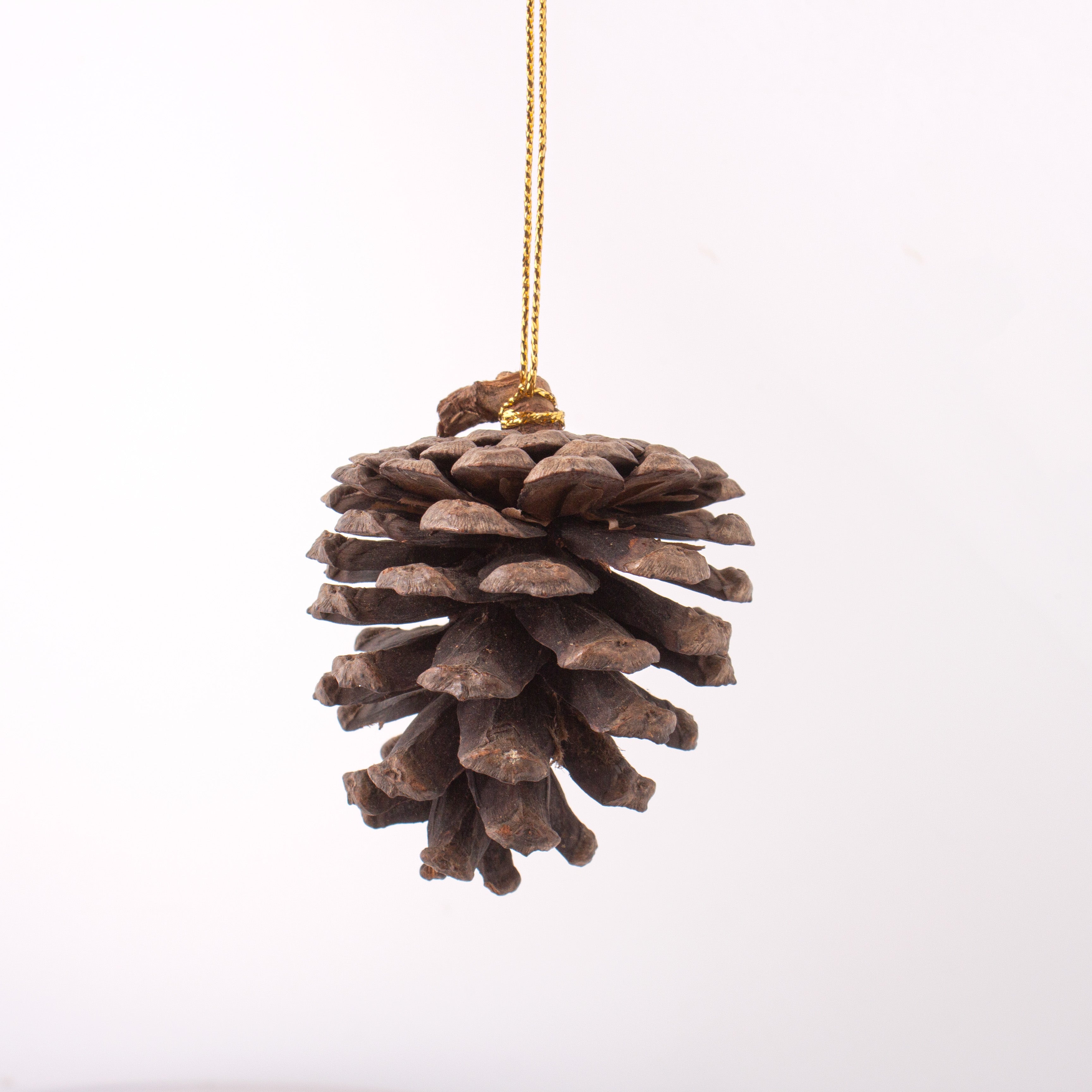 Natural Dried Pine Cone 5-8cms Approx Dia 1 Pc