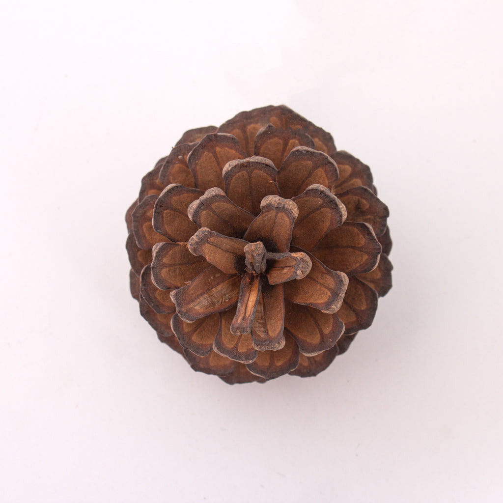 Natural Dried Pine Cone 5-8cms Approx Dia 1 Pc