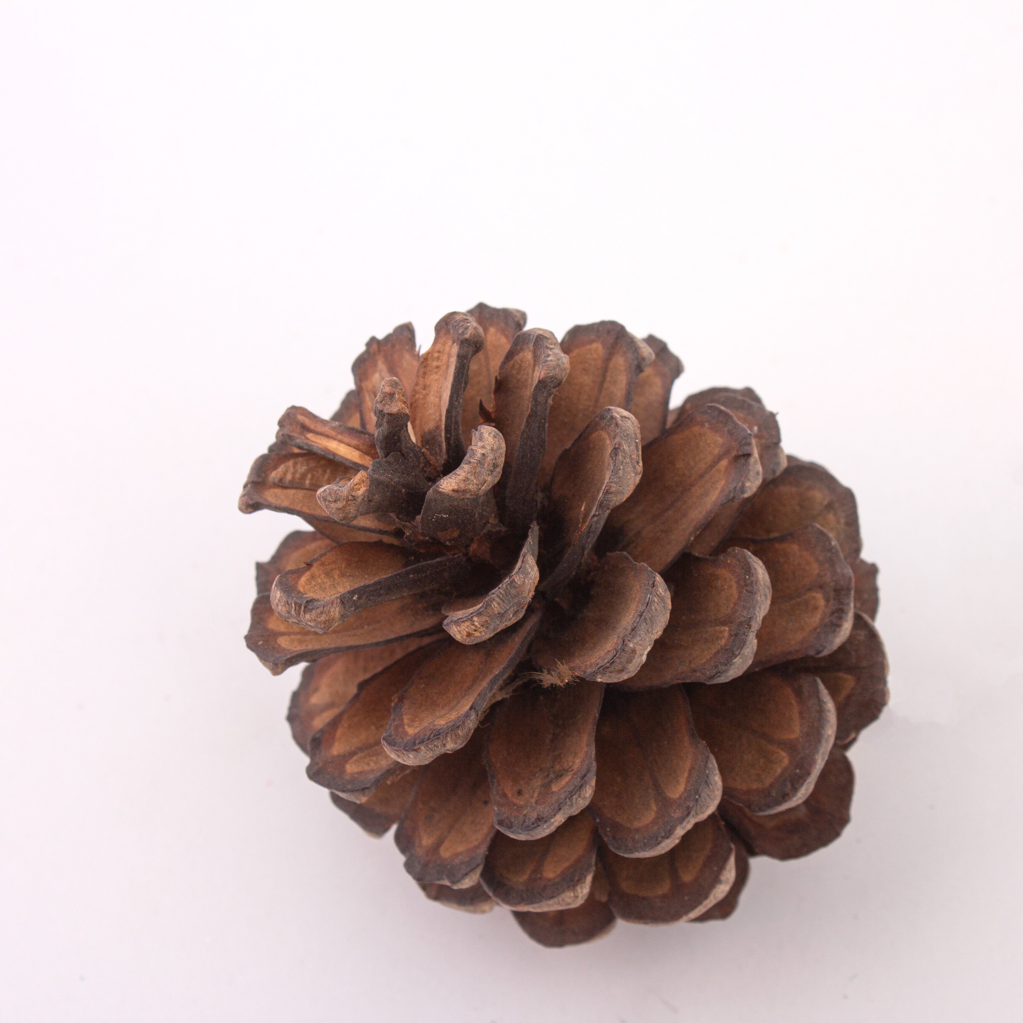 Natural Dried Pine Cone 5-8cms Approx Dia 1 Pc