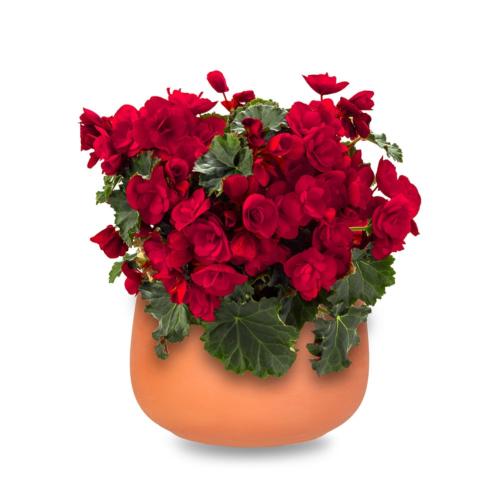 Terracotta Pot - Bowl Shape, H10 X W10.2cm, 1pc