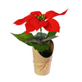 Mini Flocked Poinsettia Pot Maroon 21cm 1pc