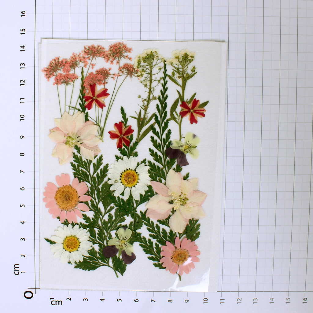 Assorted Natural Dried Pressed Flowers Meadow Blossoms 16Pc Pouch Ib