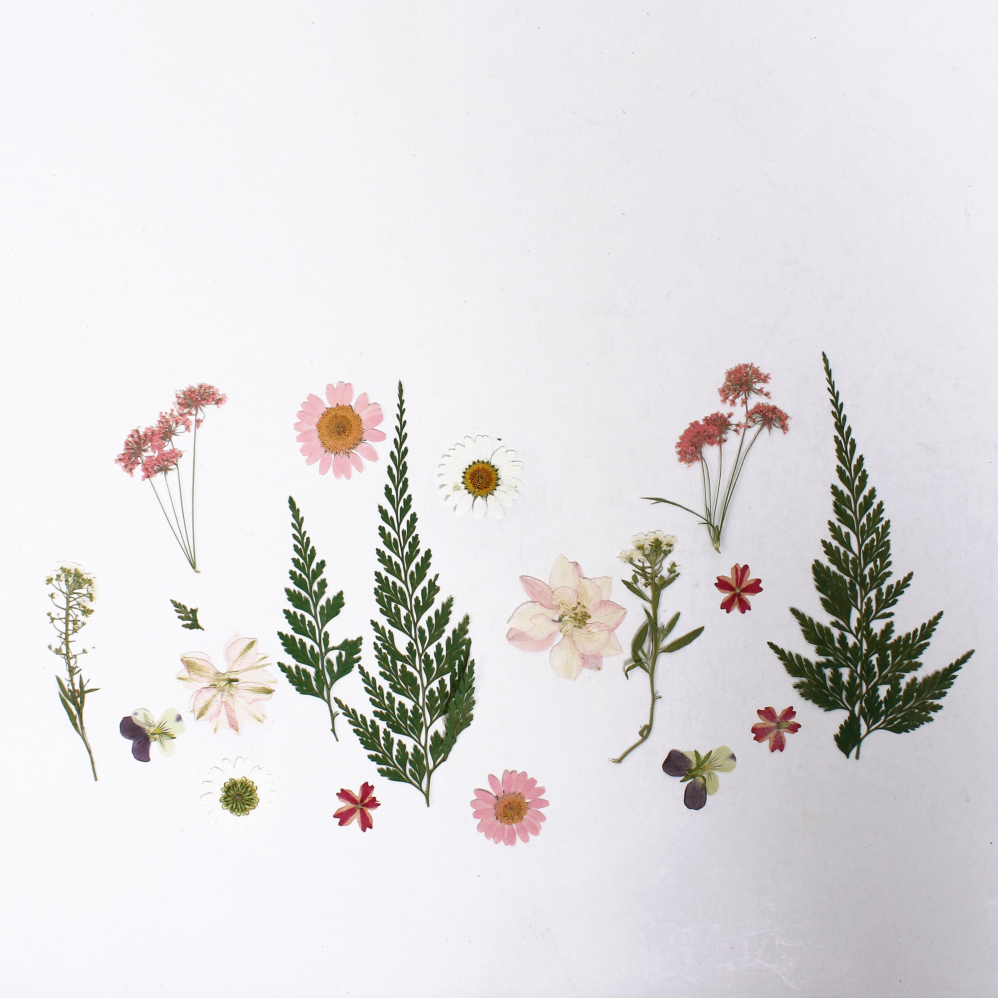 Assorted Natural Dried Pressed Flowers Meadow Blossoms 16Pc Pouch Ib