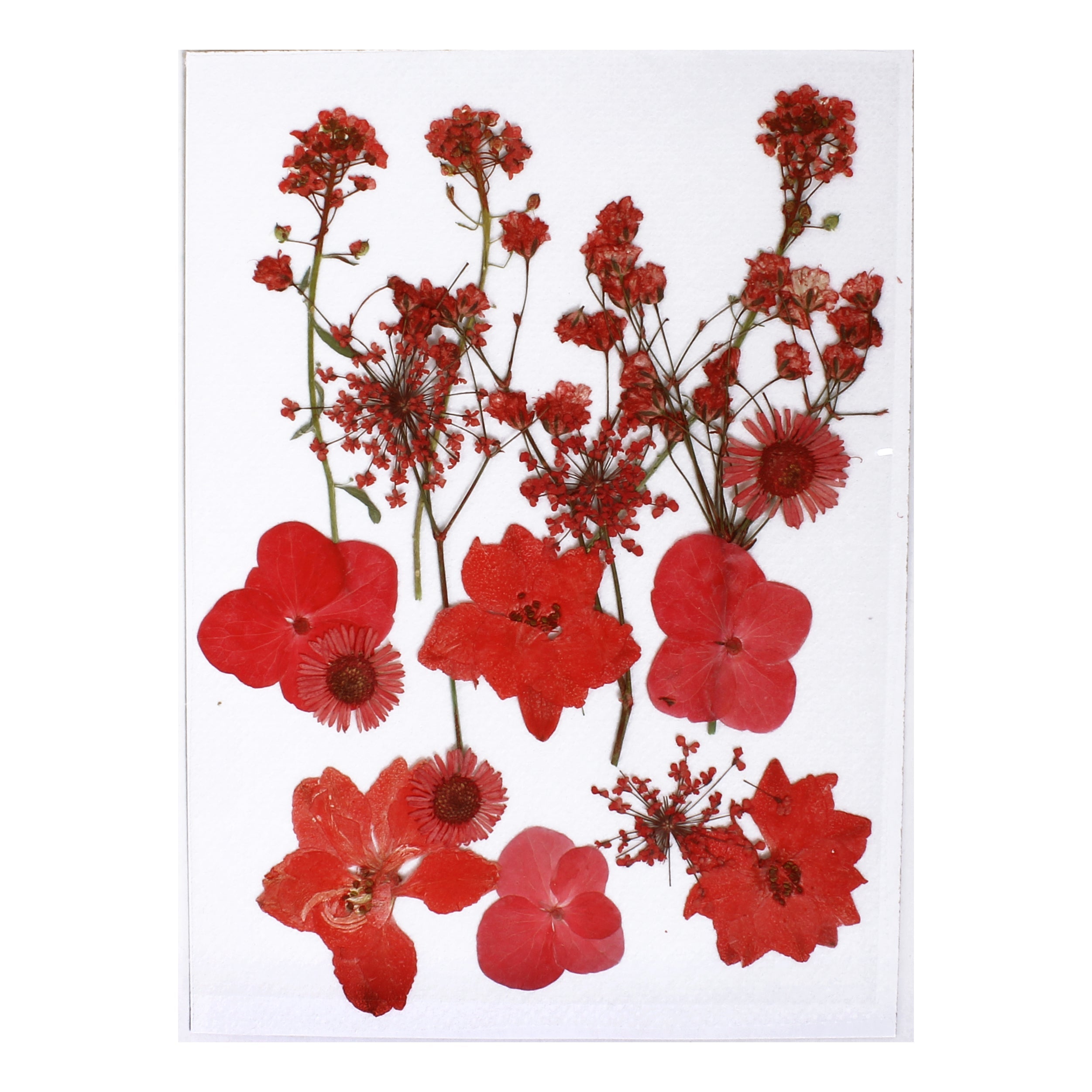 Assorted Natural Dried Pressed Flowers Ruby Flora 18Pc Pouch Ib