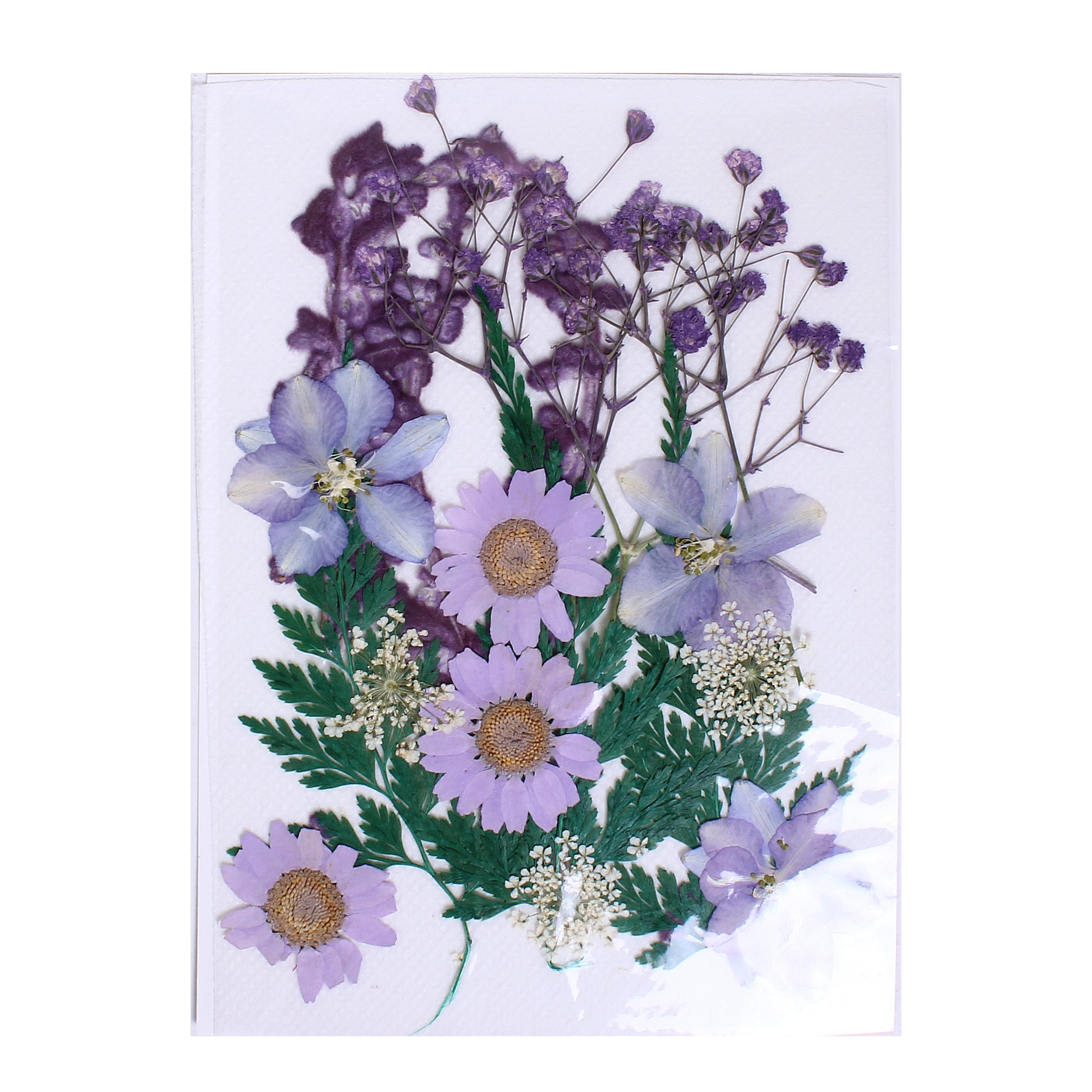 Assorted Natural Dried Pressed Flowers Daisy Delight 18Pc Pouch Ib