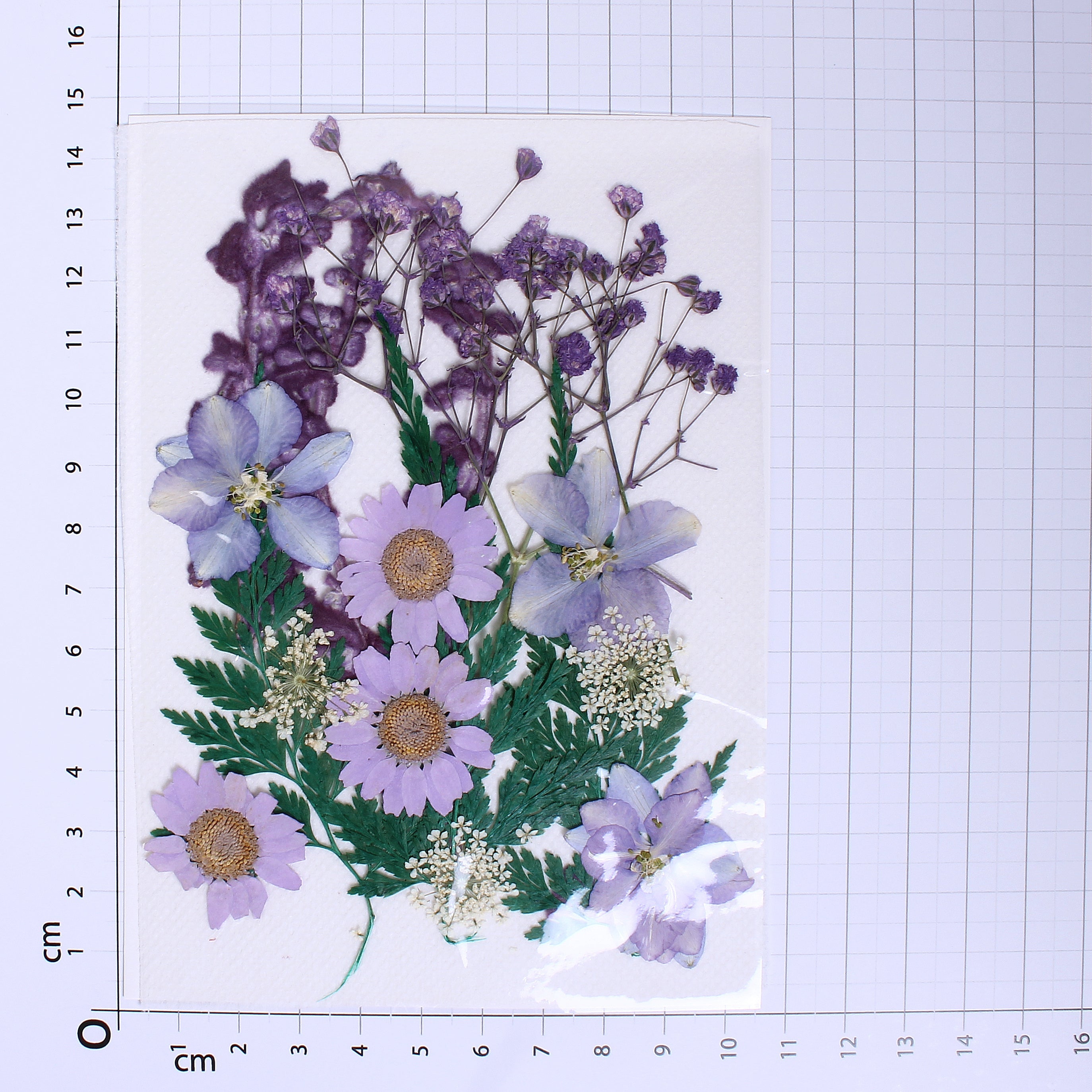 Assorted Natural Dried Pressed Flowers Daisy Delight 18Pc Pouch Ib
