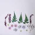 Assorted Natural Dried Pressed Flowers Daisy Delight 18Pc Pouch Ib
