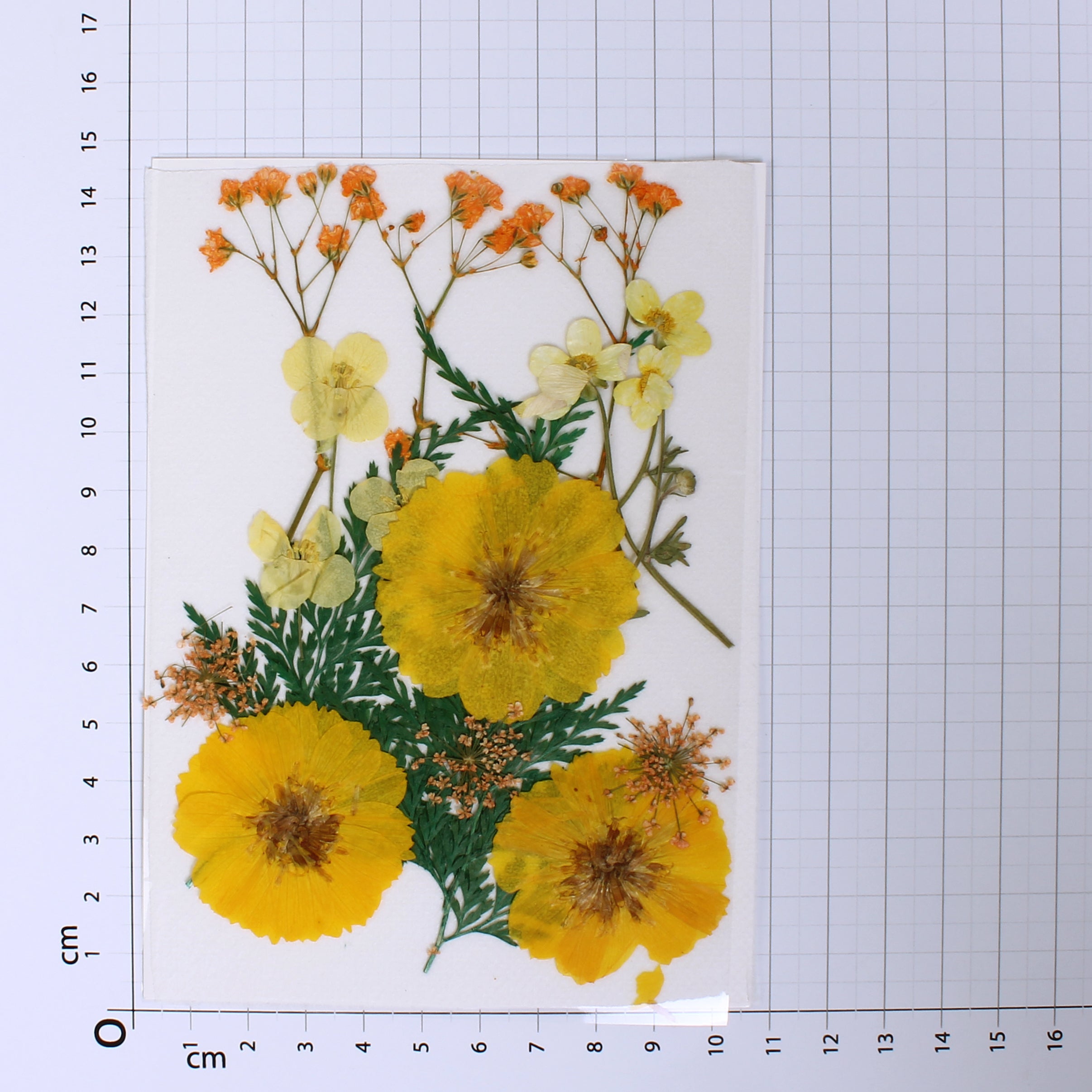 Assorted Natural Dried Pressed Flowers Sunny Blooms 18Pc Pouch Ib