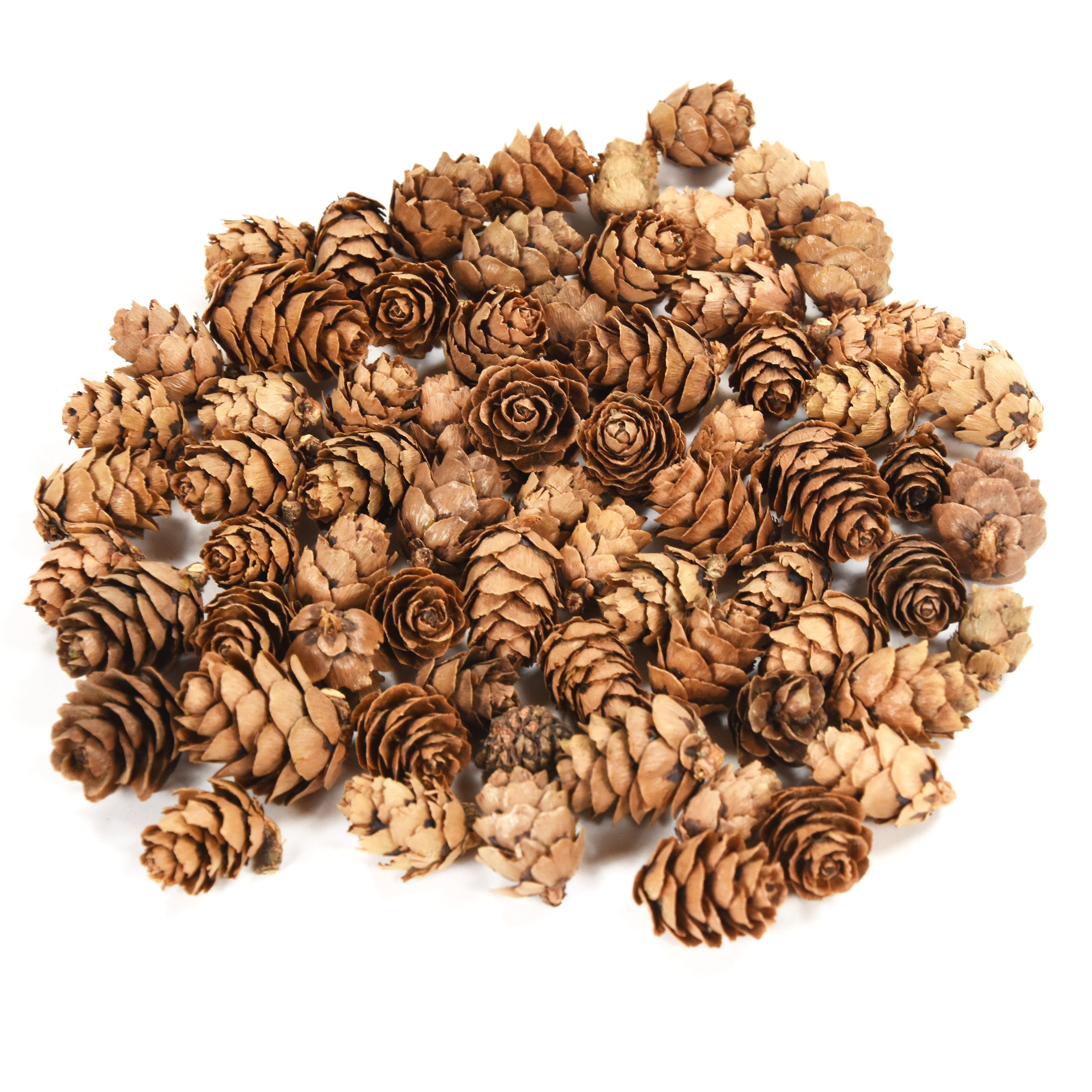 Pine Cone - 1, 50gm