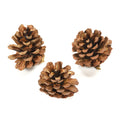 Pine Cone - Jumbo, 3Pc
