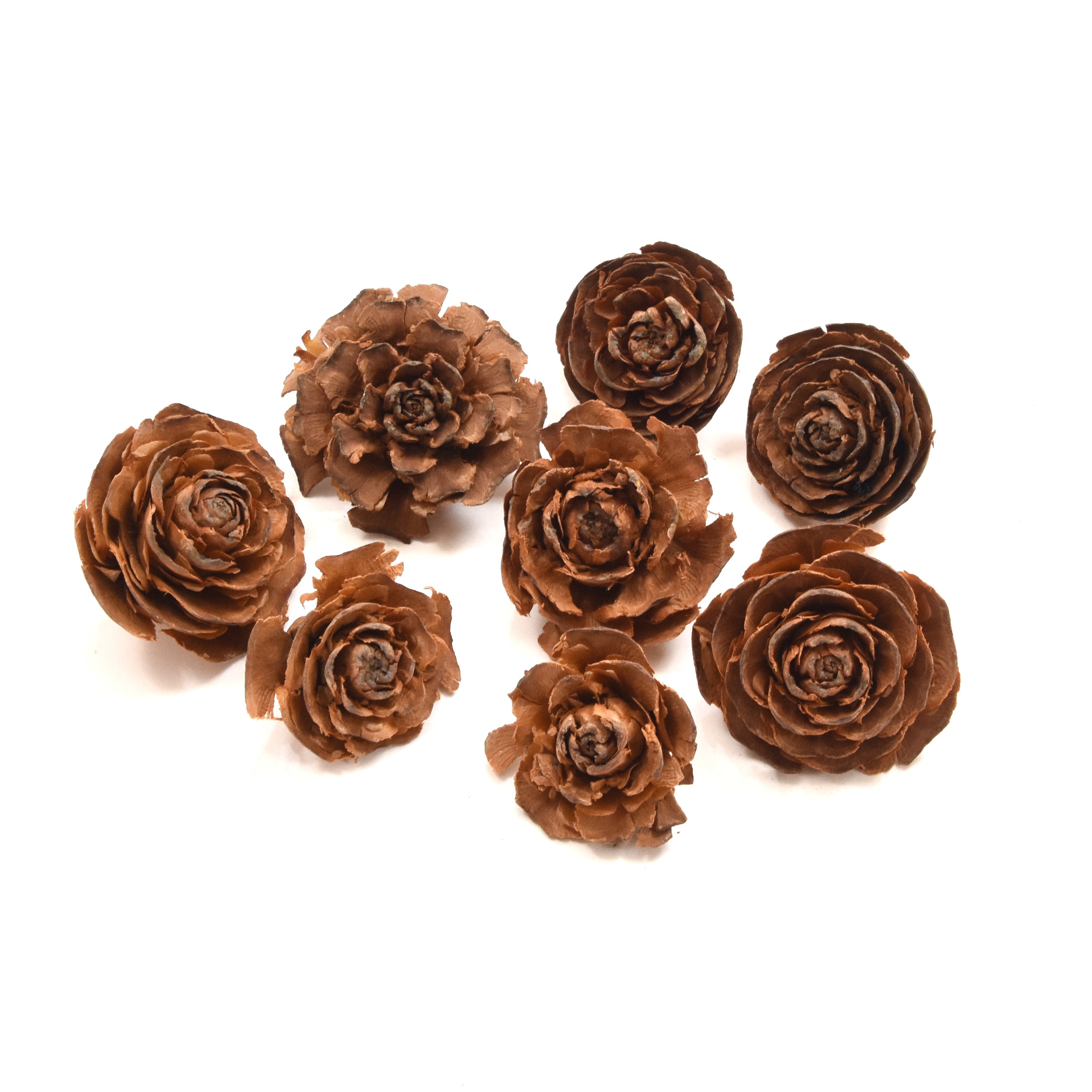 Pine Cone Rose - 50gm
