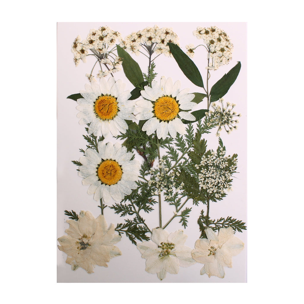Assorted Natural Dried Pressed Flowers Delicate Blossoms 15Pc Pouch Ib